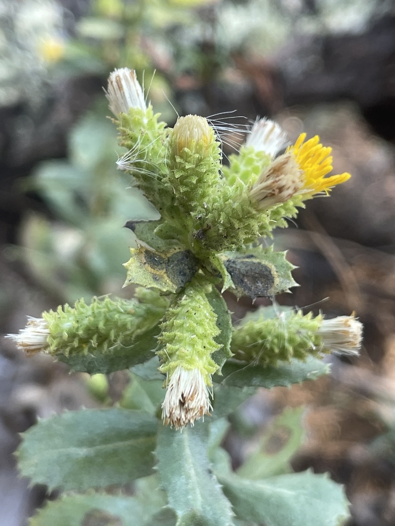 sawtoothed goldenbush from Jacks Peak Park, Carmel, CA, US on October