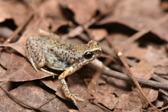 Stejneger's Paddy Frog photo 1