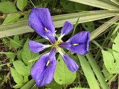 Iris brevicaulis