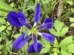 Iris brevicaulis
