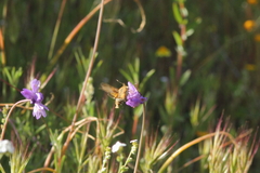 Proserpinus clarkiae