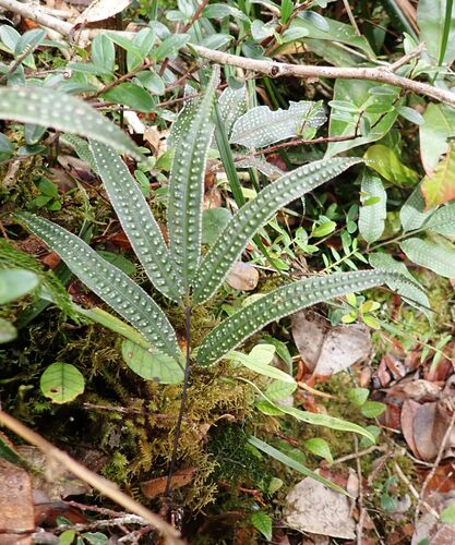 Selliguea albidosquamata observed 2023-07-31