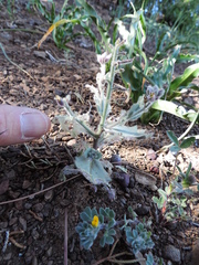 Streptanthus hispidus