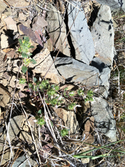 Acanthomintha lanceolata