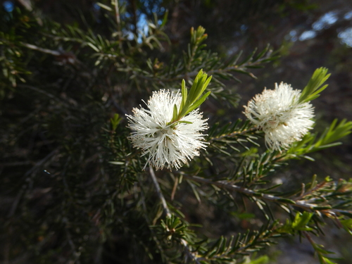 Image of Melaleuca ericifolia by (c) Paul J. Morris, some rights reserved (CC BY-SA)