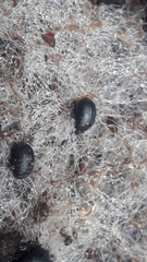 Dactylosternum abdominale