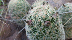 Escobaria chihuahuensis