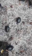 Dactylosternum abdominale