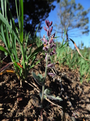 Streptanthus hispidus