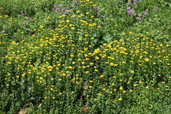 Pentanema orientale