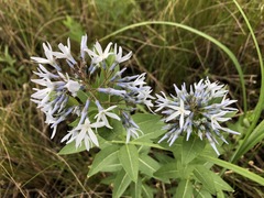 Amsonia