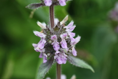 Stachys balansae