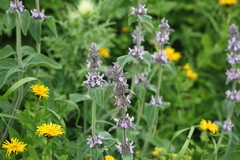 Stachys balansae