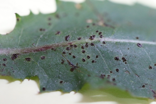 dandelion rust