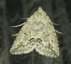 Calathusa basicunea