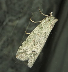 Calathusa basicunea