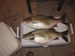 Morone chrysops × saxatilis