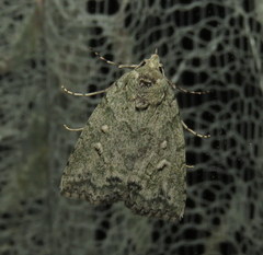 Calathusa basicunea