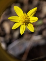 Crocidium multicaule