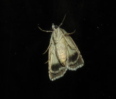 Calathusa basicunea