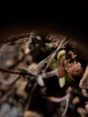 Crocidium multicaule