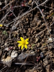 Crocidium multicaule