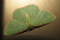 Eucyclodes metaspila