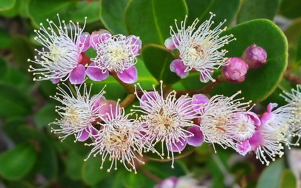 Syzygieae