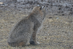 Bobcat photo 5