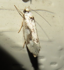 Lichenaula calligrapha