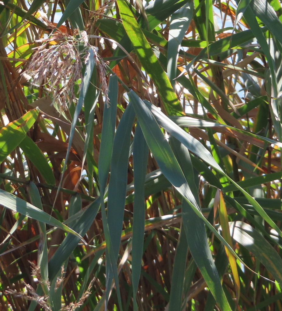 common reed from Iriya, Taito City, Tokyo 110-0013, Japan on October 20 ...