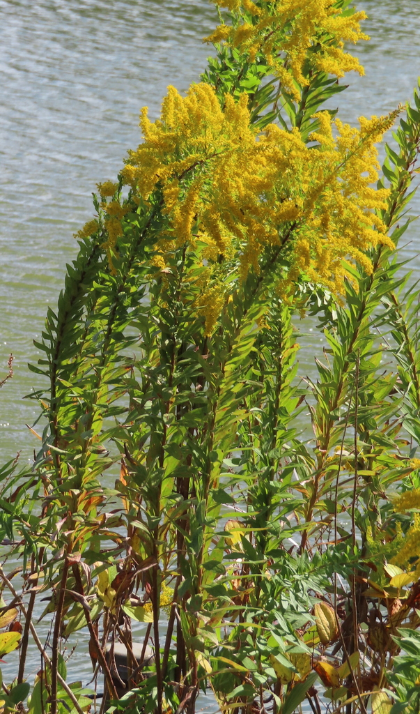 tall goldenrod from Iriya, Taito City, Tokyo 110-0013, Japan on October ...