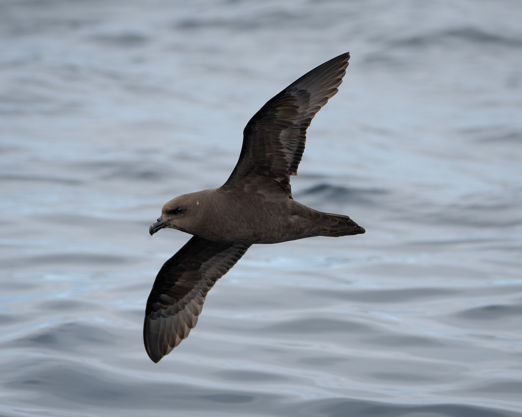 Great-winged Petrel on October 8, 2023 at 11:45 AM by Ian Melbourne ...