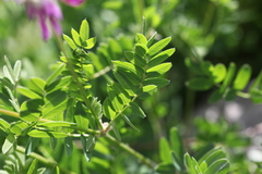 Hedysarum caucasicum