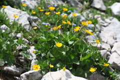 Ranunculus breyninus