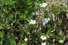 Pseudocherleria rhodocalyx