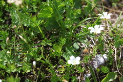 Pseudocherleria rhodocalyx
