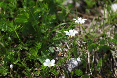 Pseudocherleria rhodocalyx