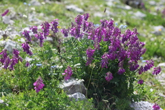 Hedysarum caucasicum