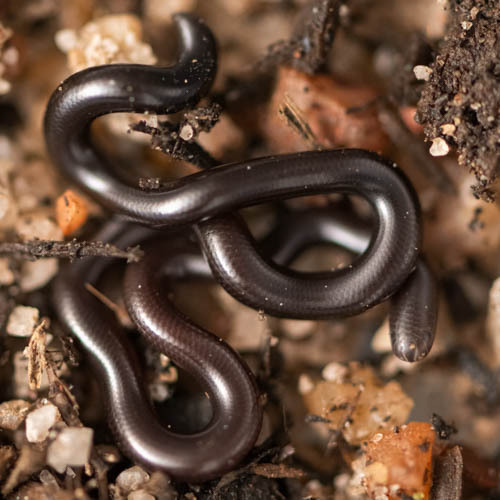 White-Tailed Blindsnake