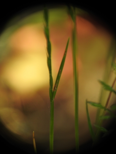 Image of Festuca maritima by (c) Yves Bas, some rights reserved (CC BY)
