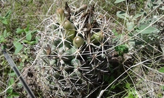 Coryphantha robustispina scheeri