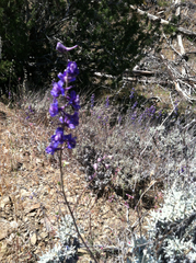 Delphinium patens