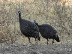 Numida meleagris