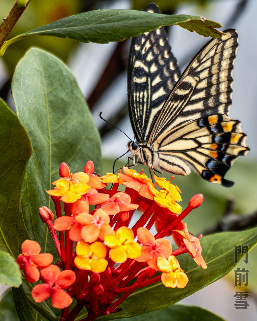 Chinese Yellow Swallowtail from 將軍澳, 新界, HK on October 20, 2023 at 11: