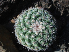 Mammillaria standleyi