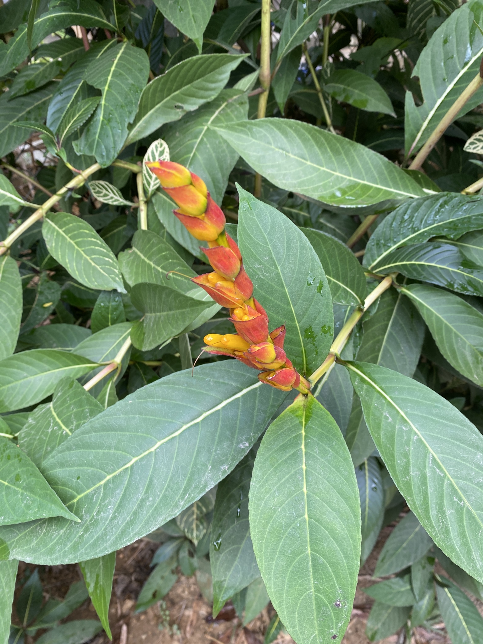 Sanchezia parvibracteata (Sanchezia parvibracteata)