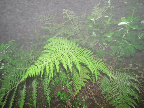 Hypolepis poeppigii, photograph 3