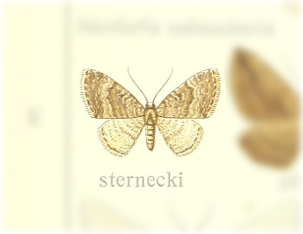 Cataclysme sternecki