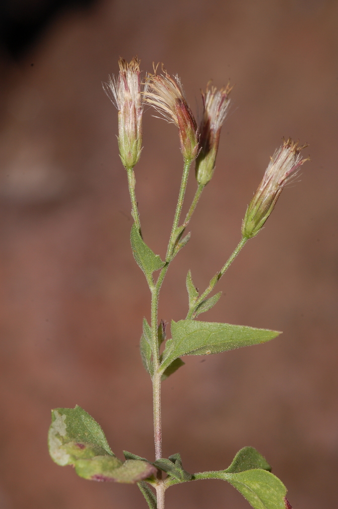 Leptanthodium